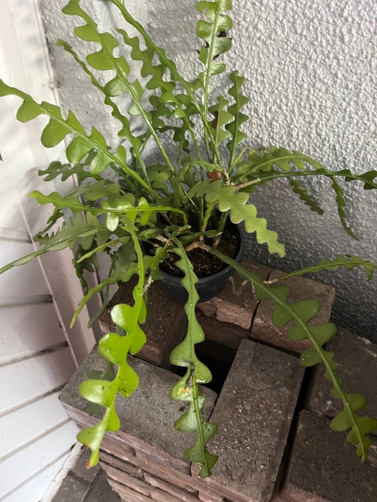 image for Free plant 