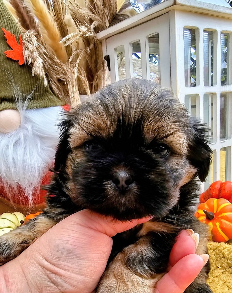 🐶 Shih Tzu Puppy READY NOW – Licensed Breeder (Licence No. DB/19/25)