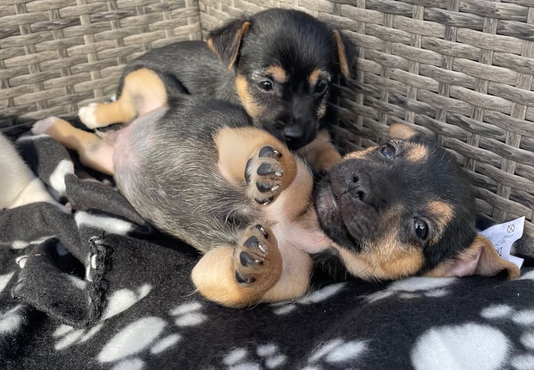 BEAUTIFUL JACK RUSSELL PUPPIES 