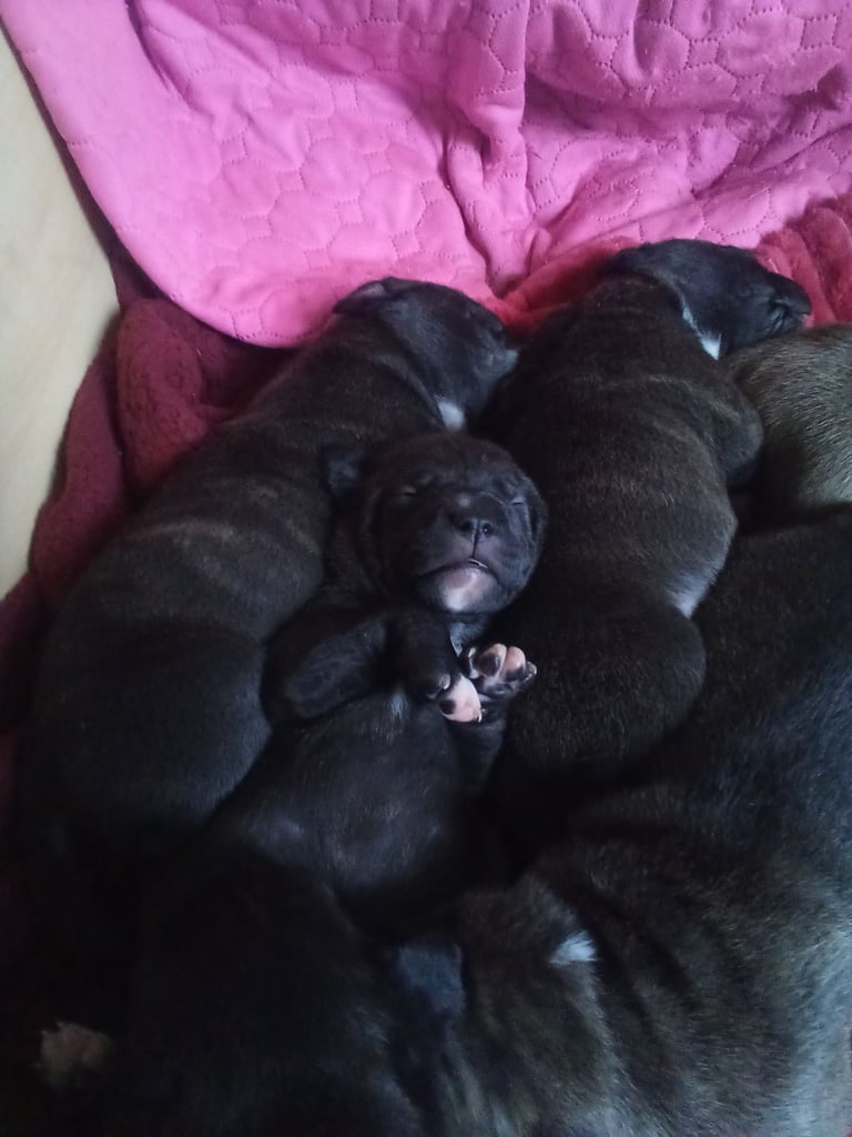 Puppies for sale