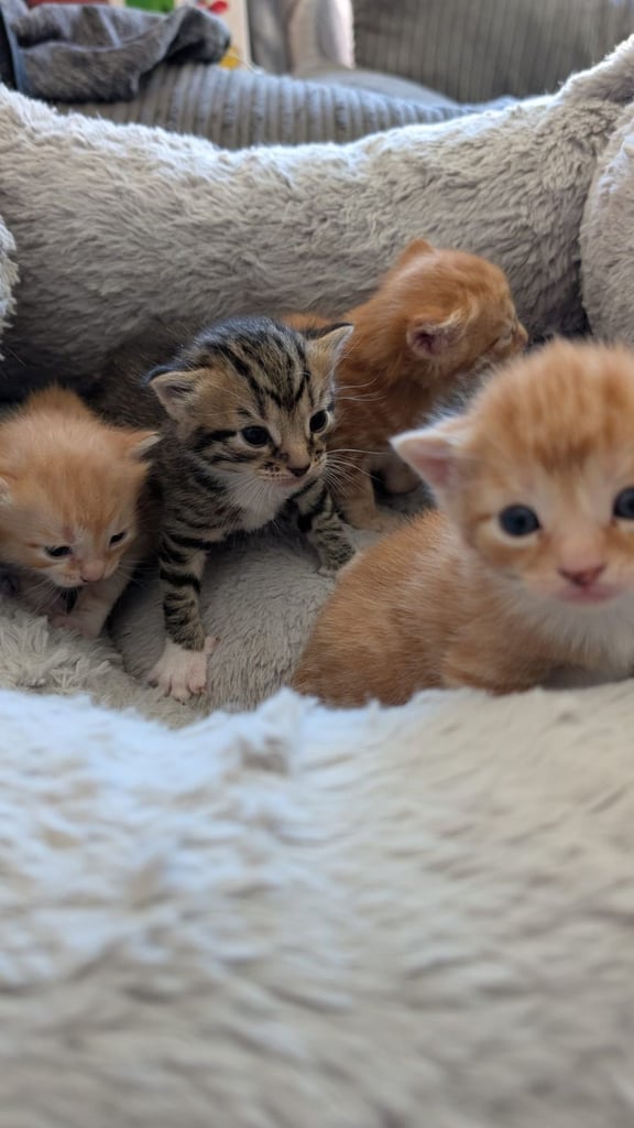 Lovely little kittens for sale 