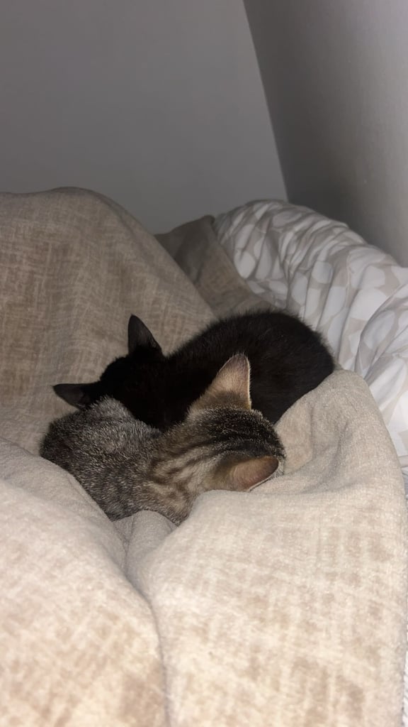 Two Lovely Kittens for Urgent Rehoming