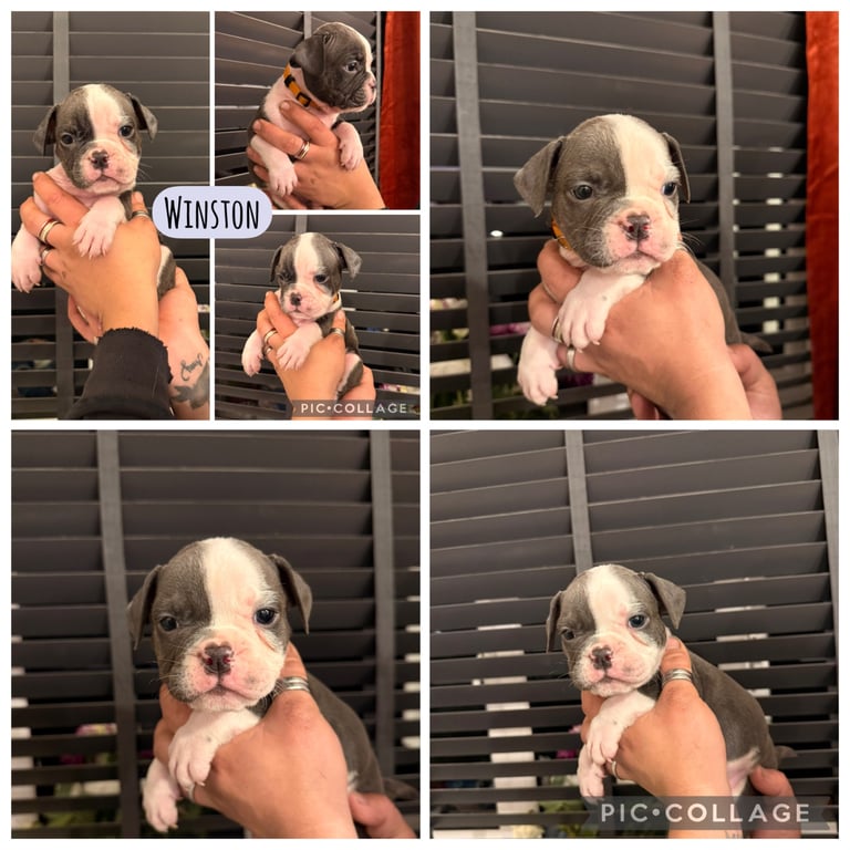 Olde English bulldog puppies