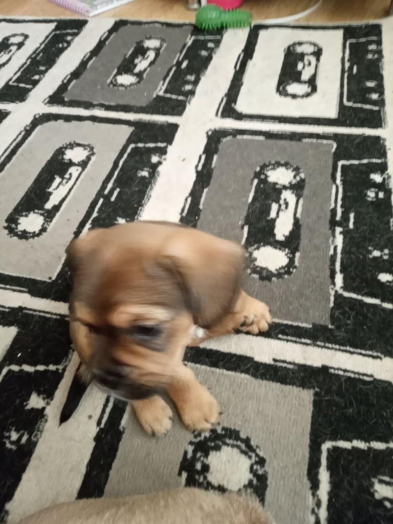 2 Female French bulldog x terrier mix 450 each