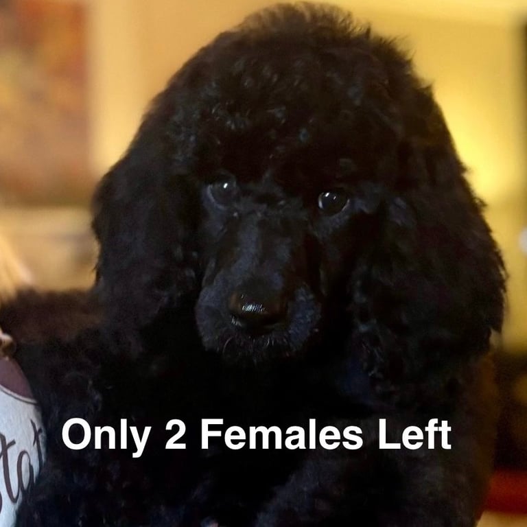 Two Exceptional Black Female Poodle Puppies — Family-Raised — 5★ Homes Only