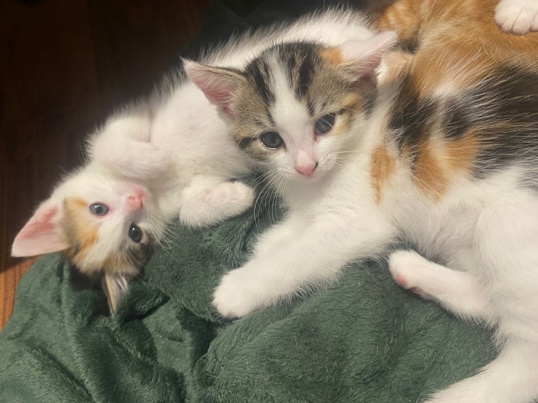 adorable kittens for sale 