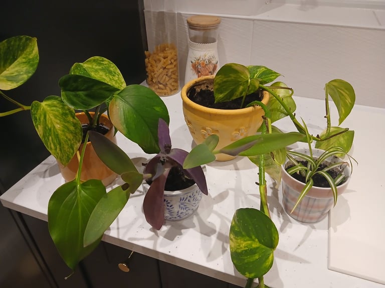 image for Houseplant  in pots  £5 each