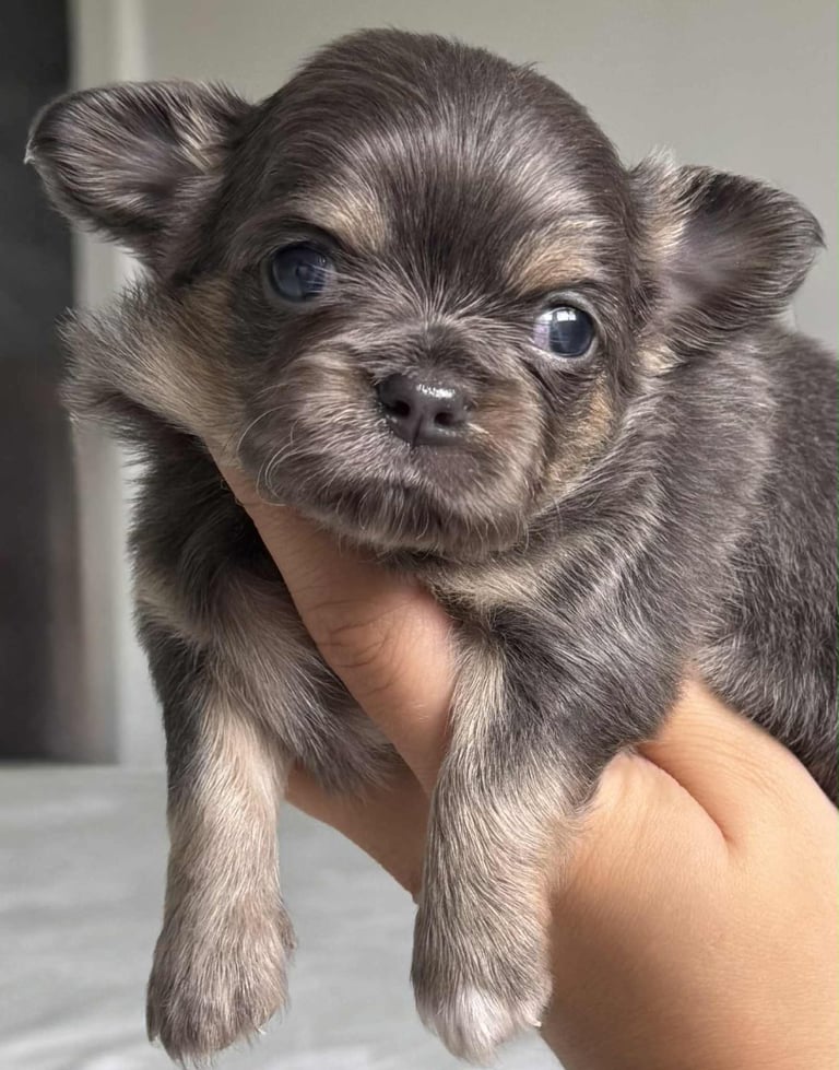 READY TO LEAVE SOON Blue Eye Merle, Tiny Longhair chihuahua 