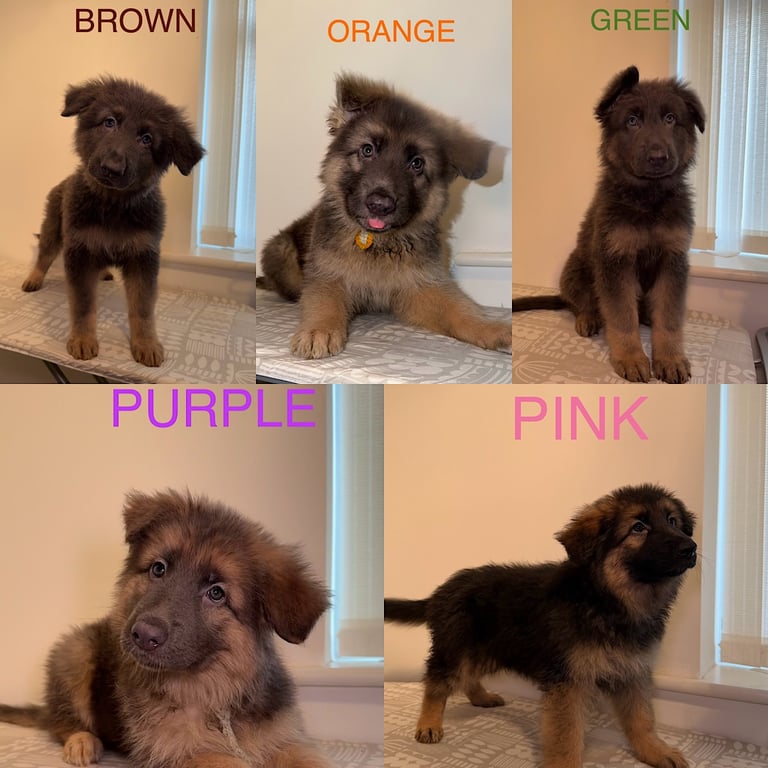 *READY* RARE BLUE/BLACK KC REG GSD PUPS 💙 🐾