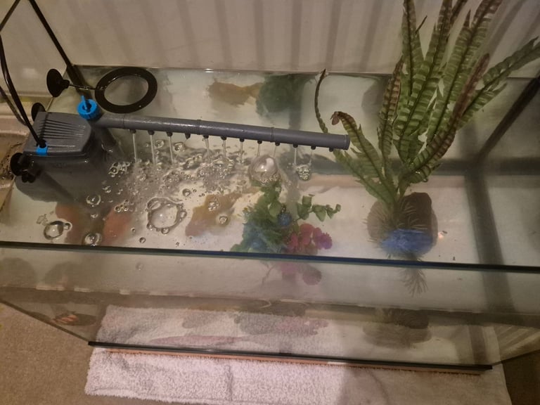 3x Goldfish, tank and pump, 2 months food (approx)