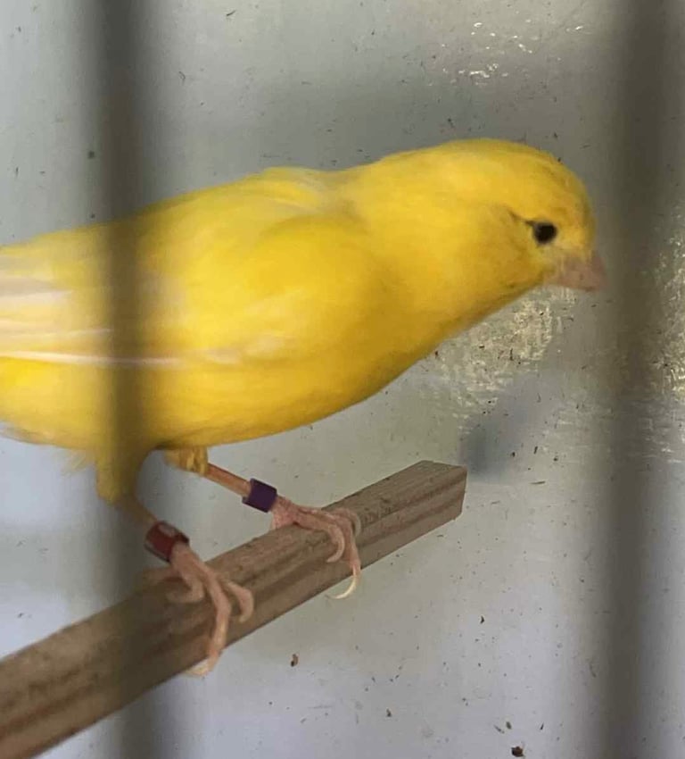 Show Quality Canaries