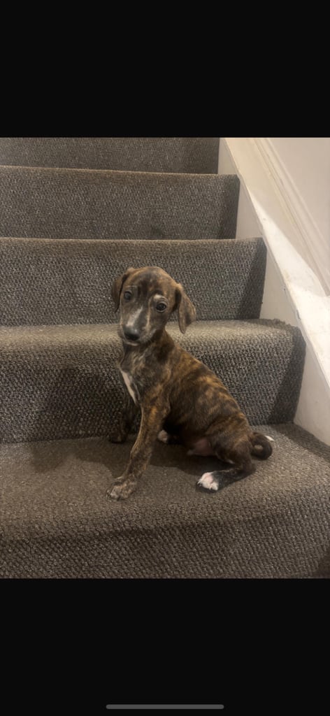 Saluki grey hound pups