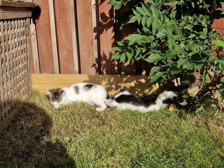 Adorable and Super Playful Kittens