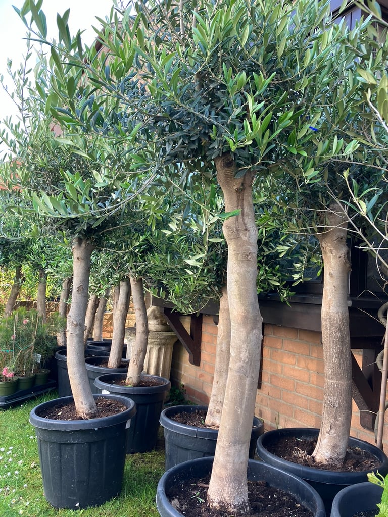 OLIVE TREES For SALE