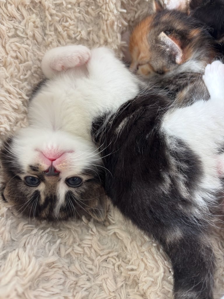 ✨Siberian Cross Kittens – 2 Boys – Hypoallergenic  £350. Ask about delivery