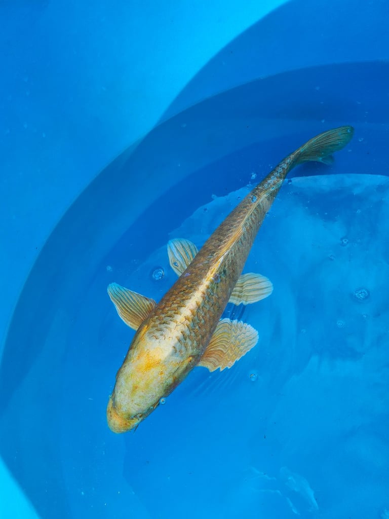Large Japanese koi fish for sale 