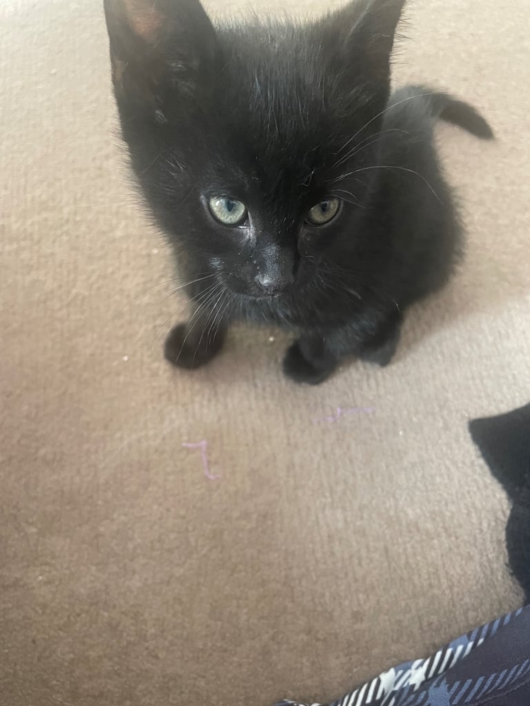 6 kittens for sale
