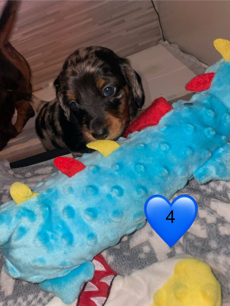 Long Haired Dachshund Puppies READY NOW!