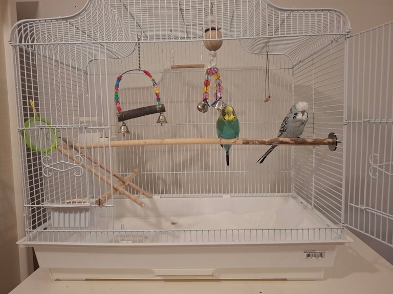 2 Male and Female tamed with cage