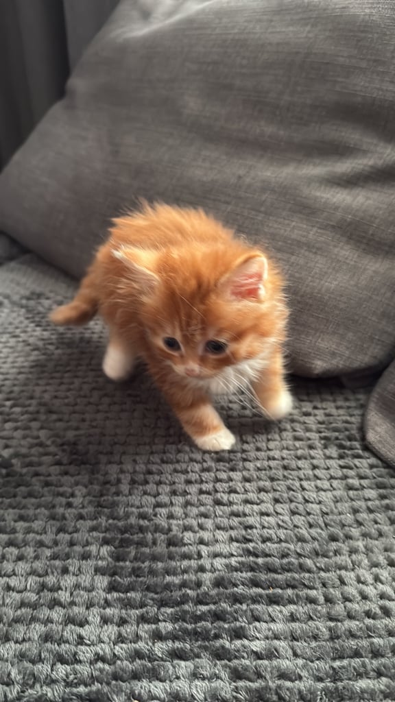2kittens 1 boy fluffy one and a girl