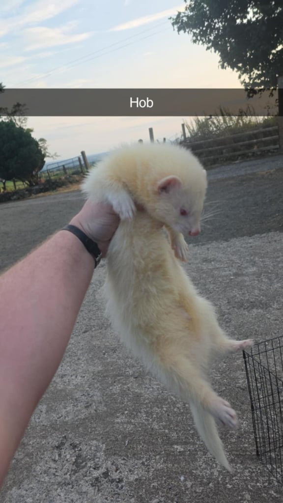 Male ferrets 