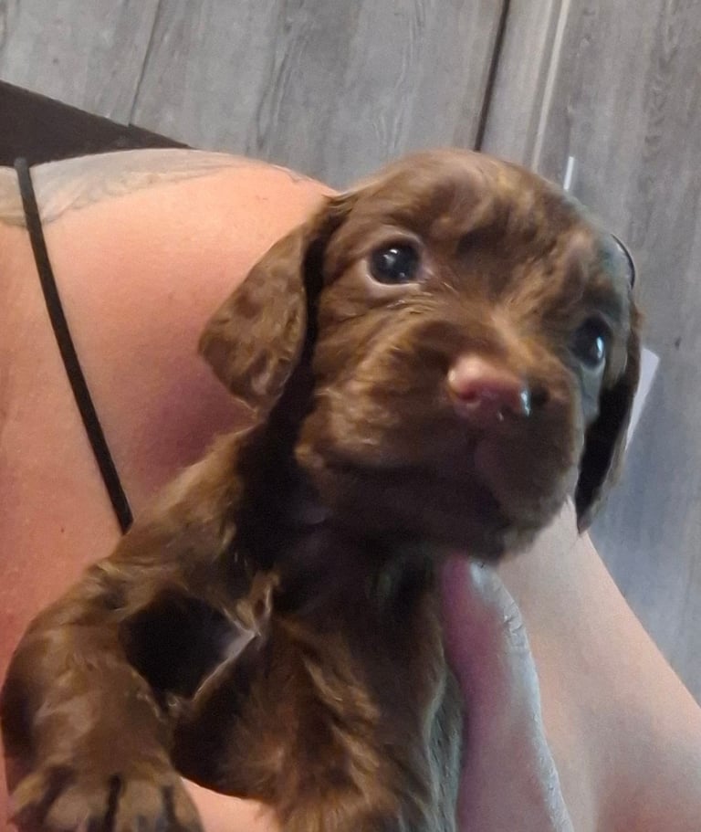 Cocker spaniel puppies 