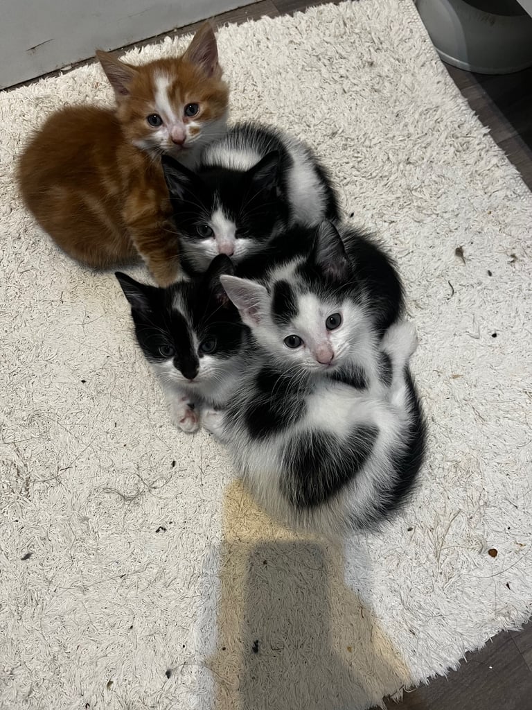 Kittens