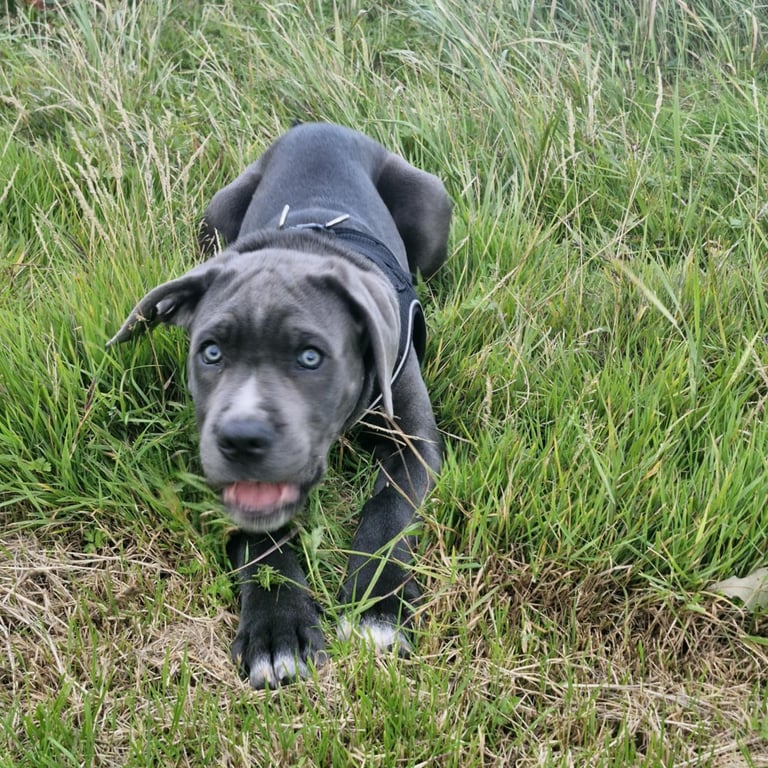 Beautiful Blue eye Cane Corso For Sale