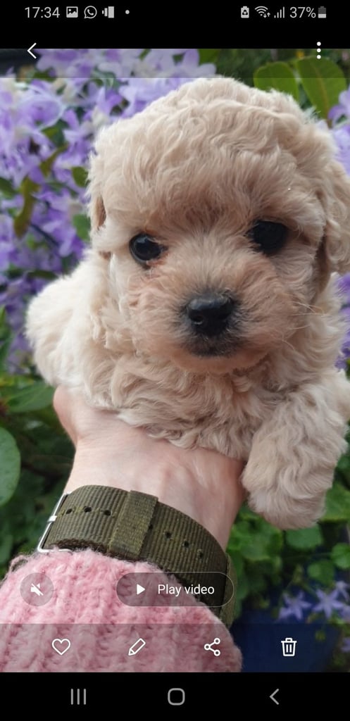 Maltipoo puppies 
