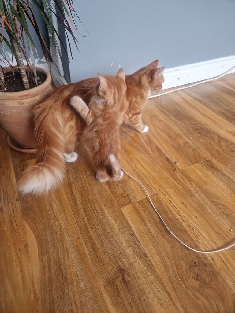 Siberian cross kittens