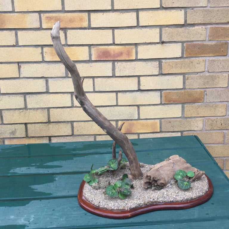 Taxidermy decorative Plinth