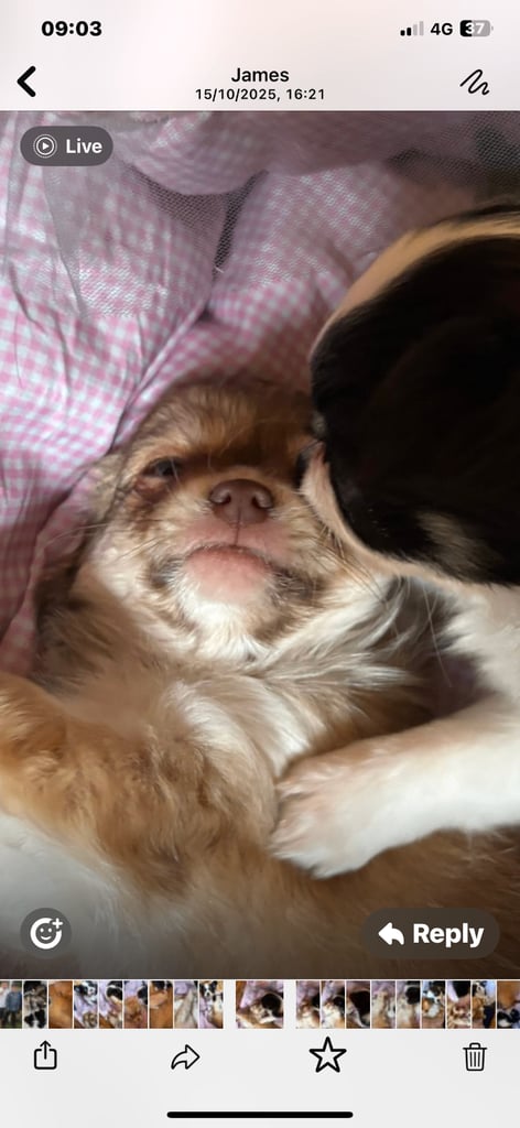 Tiny chihuahuas, long haired, £800 each 