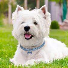 Pet Collar Diamond Elastic Cat And Dog Necklace Jewelry