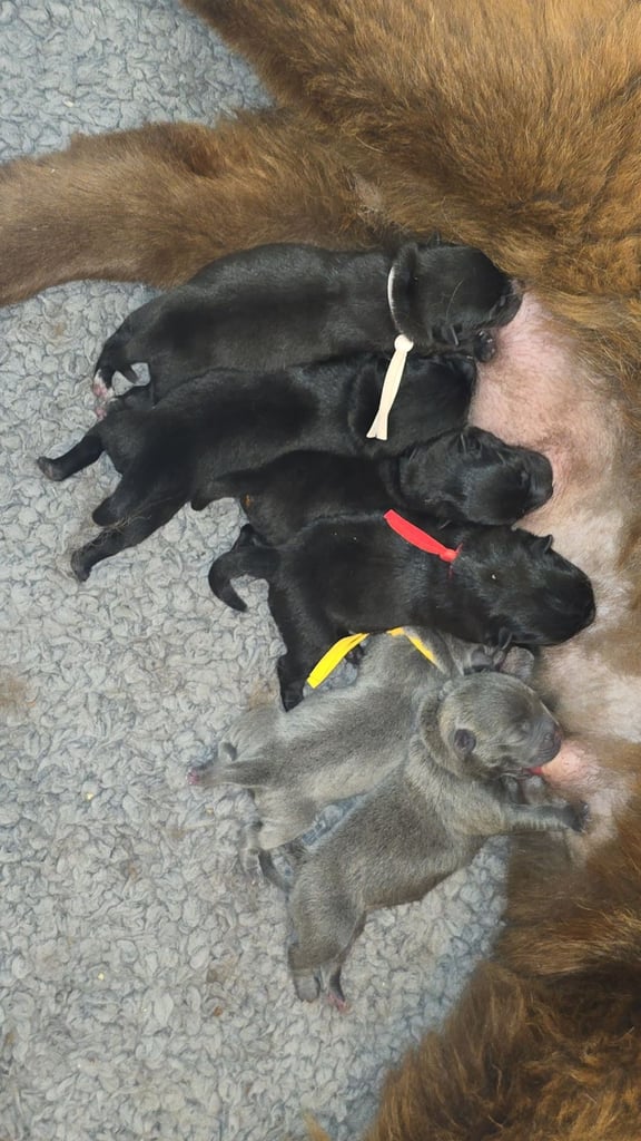 image for Chaffy puppies 