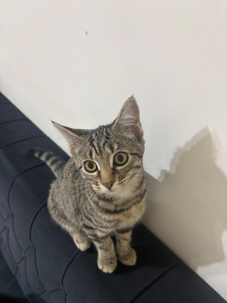 Female kitten litter trained 