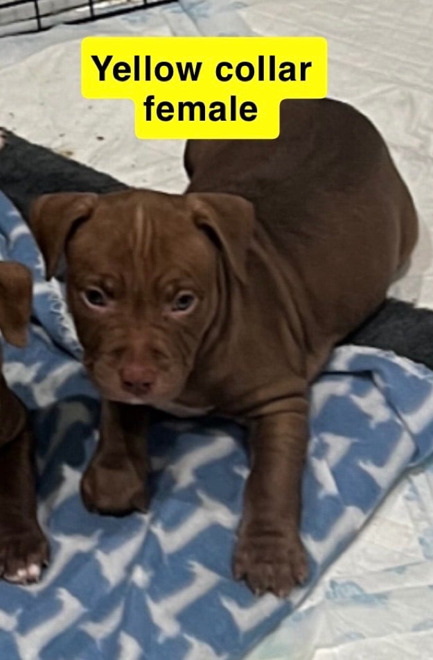 Staffy mix pups 