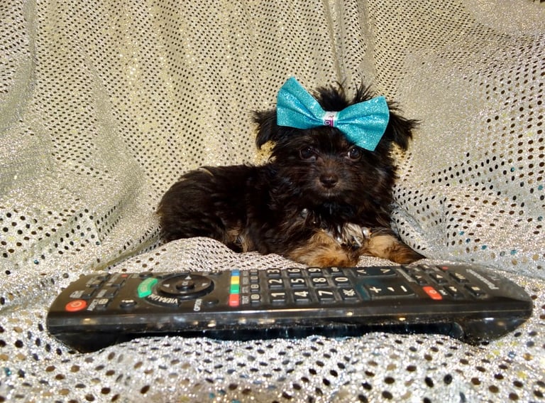 image for XXXXXXXXS Stunning Micro Tiny Black Blue & Tan Maltese X Chihuahua F1 Malchi Boy Puppy