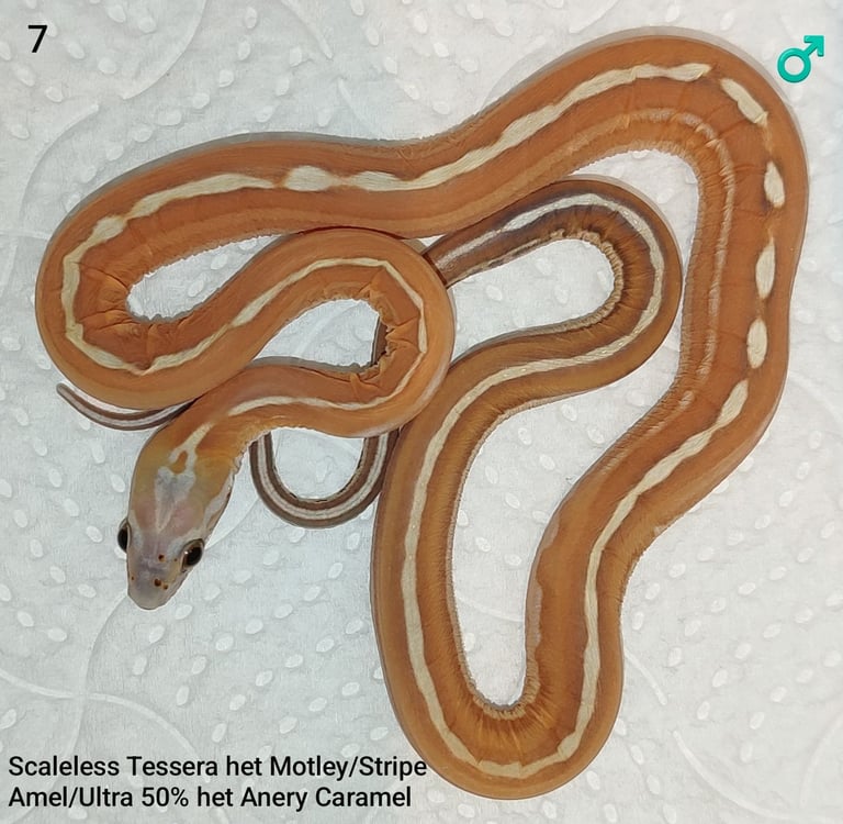Scaleless Cornsnakes