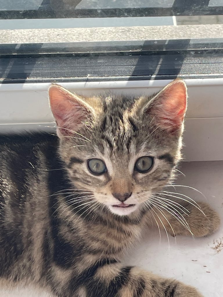 Kittens for sale
