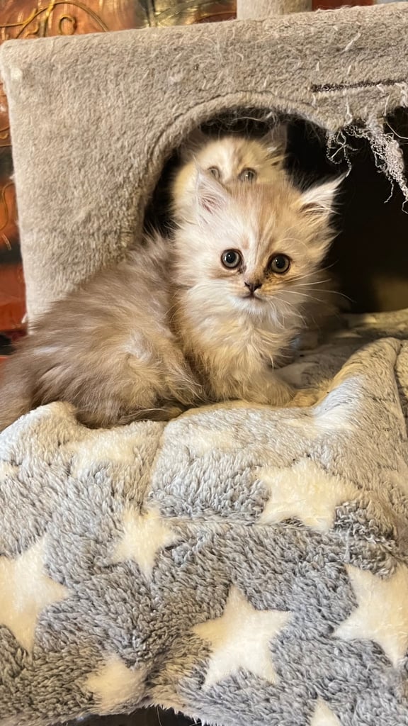 Ready to go Persian kittens 
