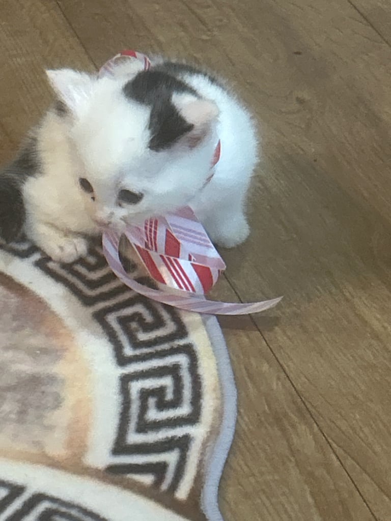 Half Persian kittens