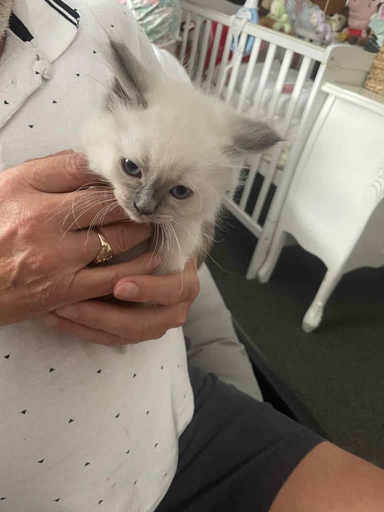Ragdolls kitten  4 left 