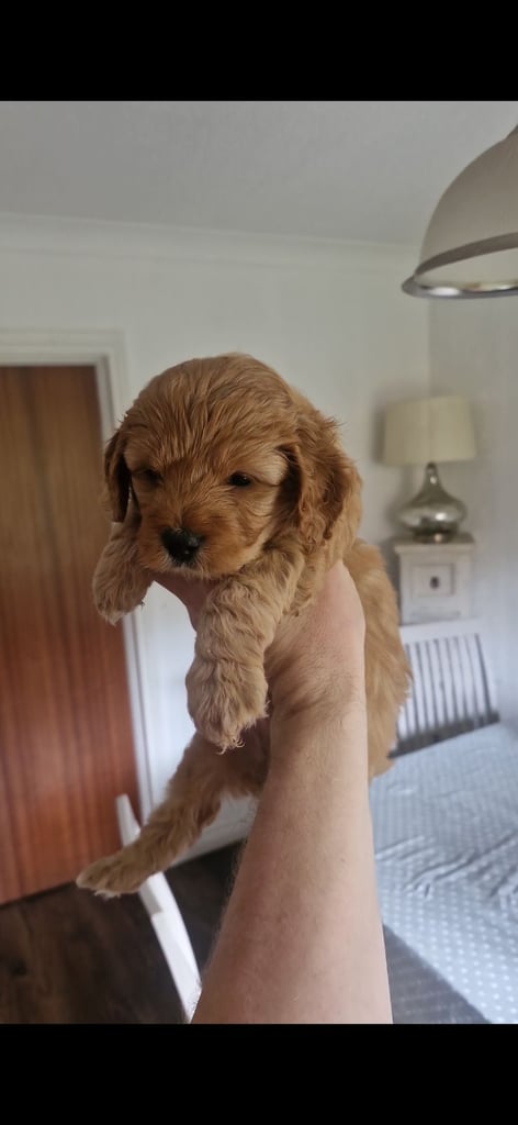 Cockapoo pups (K2)