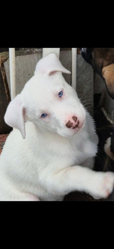 Husky mix puppies - 4 girls left! 