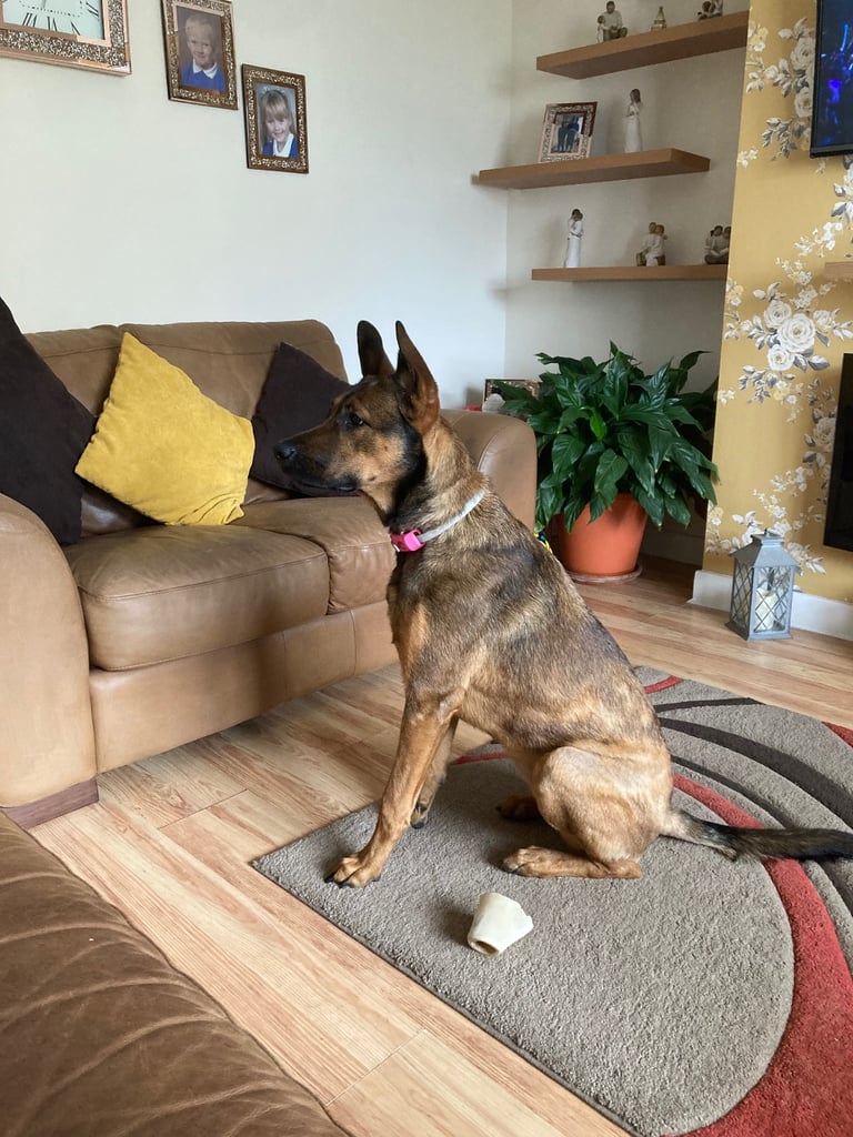 image for Belgian malinois x Rotweiller 