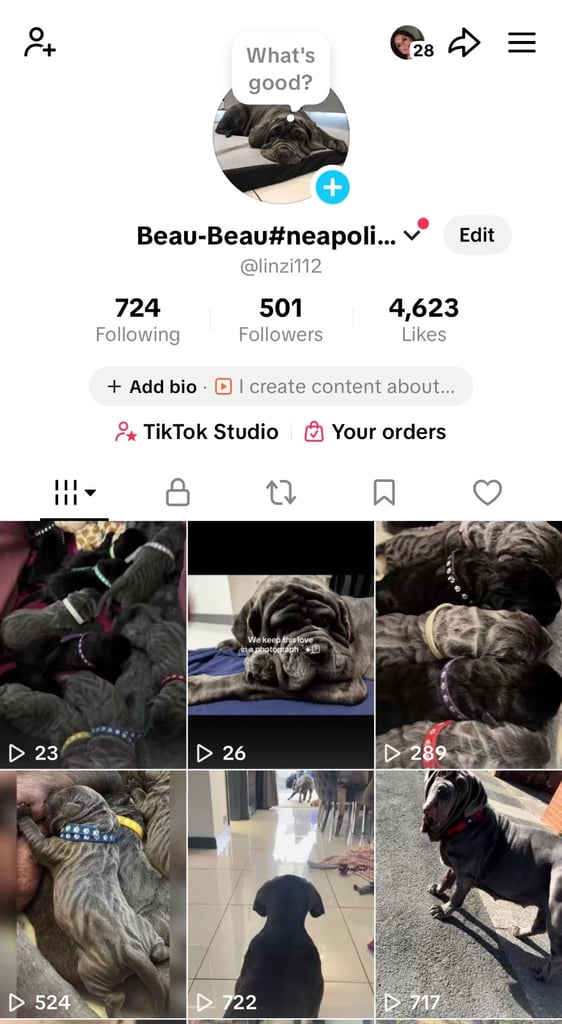 11 Neapolitan mastiff puppies for sale Newcastle 