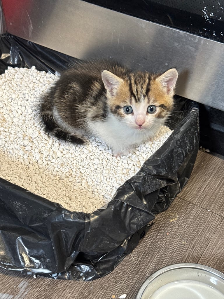 6 beautiful kittens ready to go 