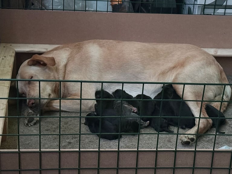 image for German Shepherd x Labrador puppies