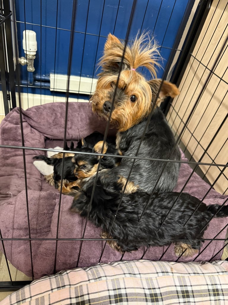 Stunning Yorkshire Terriers for sale