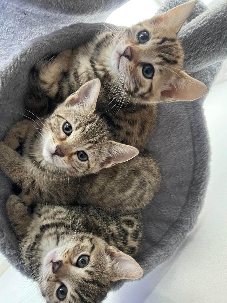 Adorable Mixed Bengal Kittens- Dad 100% Bengal! 